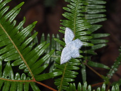 Leucodrepana serratilinea