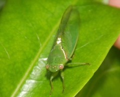 Glaucopsaltria viridis