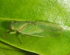 Glaucopsaltria viridis