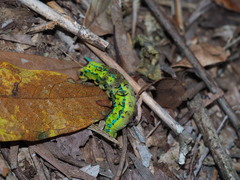 Macroglossum passalus