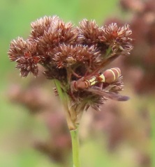Juncus oxycarpus