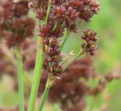 Juncus oxycarpus