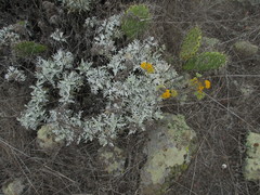 Constancea nevinii