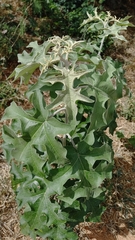 Solanum paniculatum
