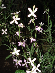 Matthiola longipetala bicornis