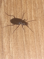 Nebria rufescens