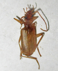 Eunostus