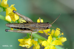 Pseudochorthippus parallelus