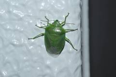 Glaucias subpunctatus