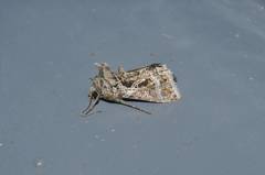 Thysanoplusia daubei