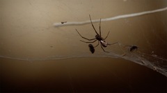 Frontinella huachuca