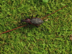 Carabus nankotaizanus