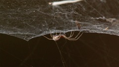 Frontinella huachuca