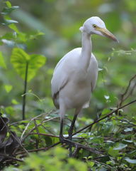Bubulcus ibis