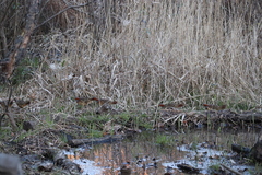 Bambusicola thoracicus