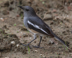 Copsychus saularis