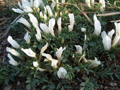 Astragalus scaberrimus