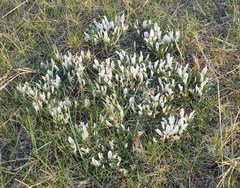 Astragalus scaberrimus
