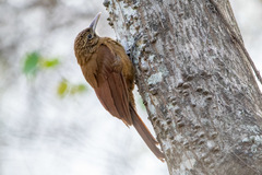 Dendrocolaptes picumnus