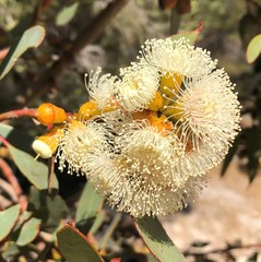 Eucalyptus incrassata