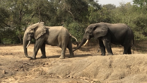 Savannah × Forest Elephant