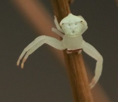 Thomisus labefactus
