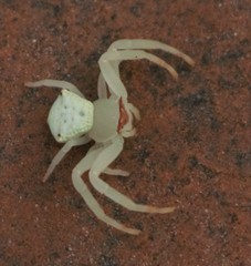 Thomisus labefactus