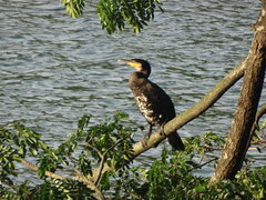 Phalacrocorax carbo