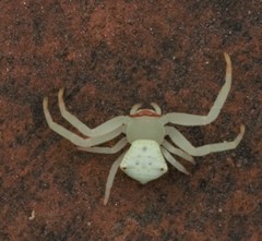 Thomisus labefactus