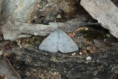 Taxeotis reserata