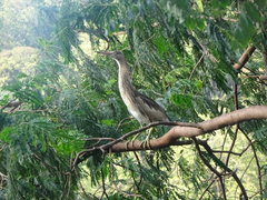 Ardeola grayii