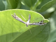 Singularia alternaria