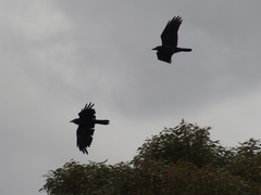 Corvus coronoides perplexus