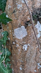 Graphis pulverulenta