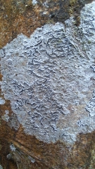 Graphis pulverulenta