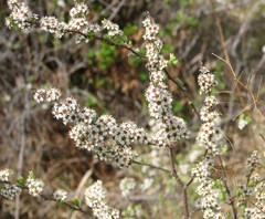 Spiraea aquilegifolia