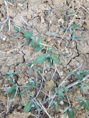 Atriplex aucheri
