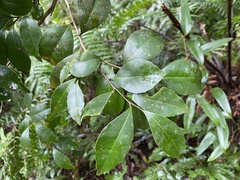 Ilex uraiensis