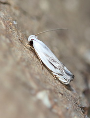 Plectophila micradelpha