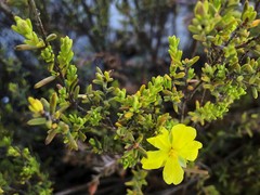 Hibbertia devitata