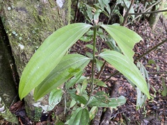 Cinnamomum austrosinense