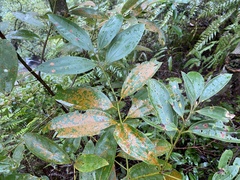 Cinnamomum austrosinense