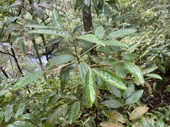 Cinnamomum austrosinense