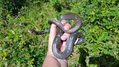 Coluber constrictor anthicus