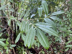 Symplocos wikstroemiifolia