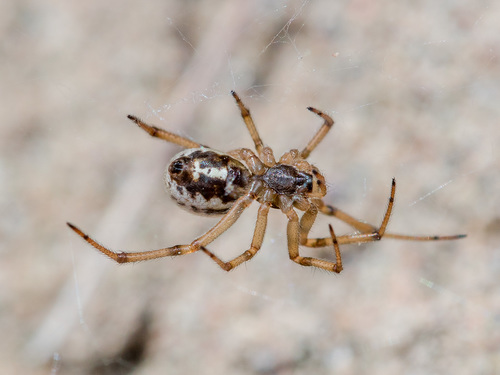 White-spotted False Widow