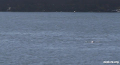 Delphinapterus leucas