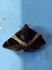 Bastilla crameri