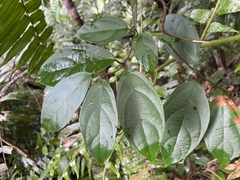 Urceola micrantha