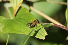 Helophilus eristaloidea